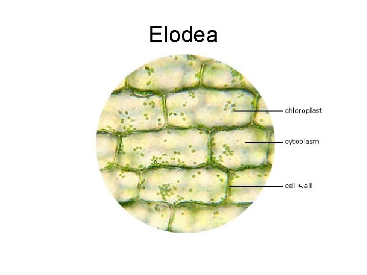 Elodea 