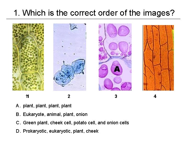 1. Which is the correct order of the images? 11 2 3 A. plant,