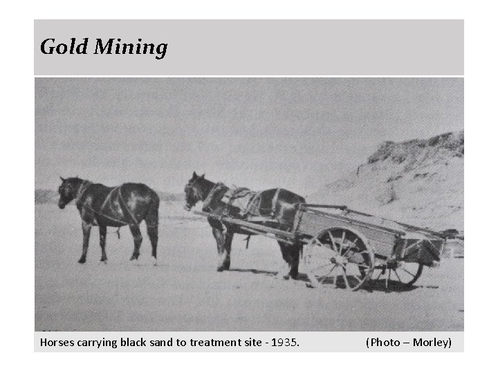 Gold Mining Horses carrying black sand to treatment site - 1935. (Photo – Morley)
