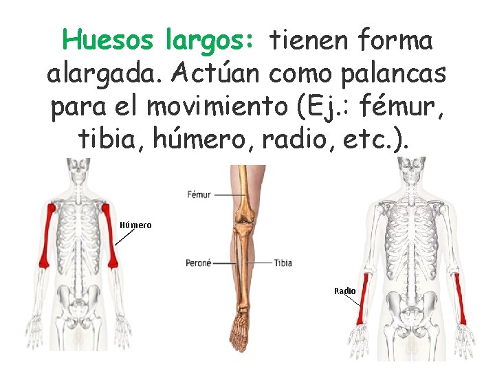 Huesos largos: tienen forma alargada. Actúan como palancas para el movimiento (Ej. : fémur,