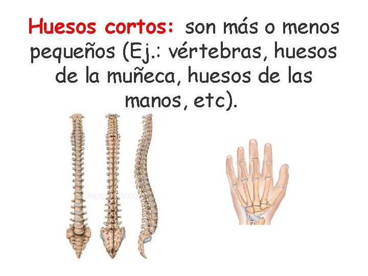Huesos cortos: son más o menos pequeños (Ej. : vértebras, huesos de la muñeca,