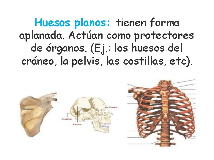 Huesos planos: tienen forma aplanada. Actúan como protectores de órganos. (Ej. : los huesos