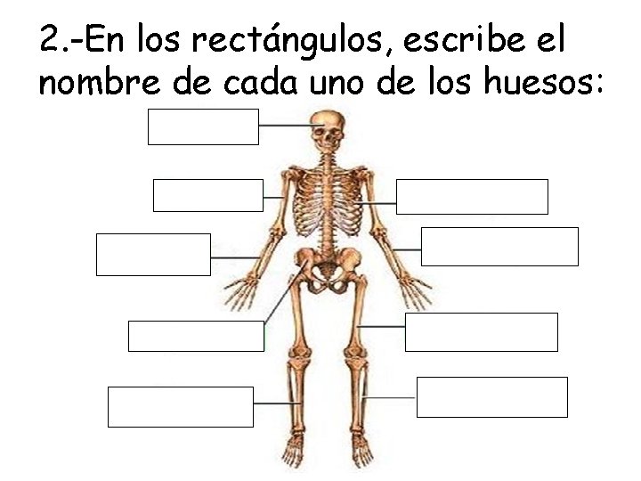 2. -En los rectángulos, escribe el nombre de cada uno de los huesos: 