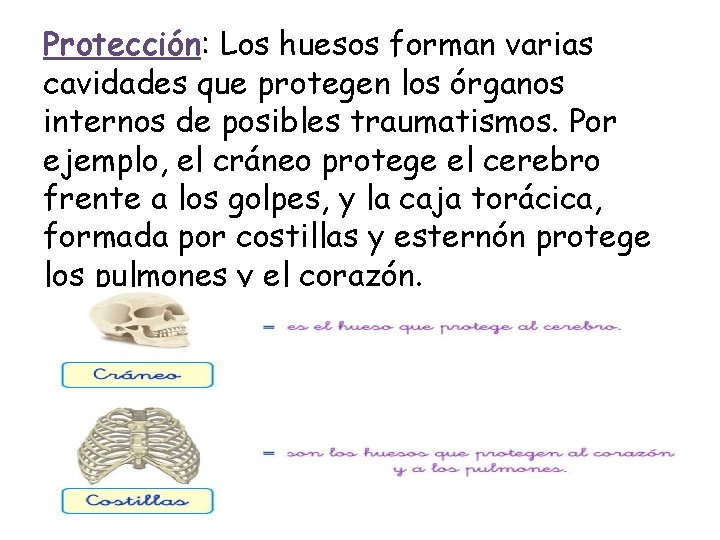 Protección: Los huesos forman varias cavidades que protegen los órganos internos de posibles traumatismos.