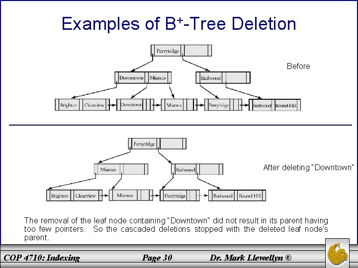 Examples of B+-Tree Deletion Before After deleting “Downtown” The removal of the leaf node Examples of B+-Tree Deletion Before After deleting “Downtown” The removal of the leaf node