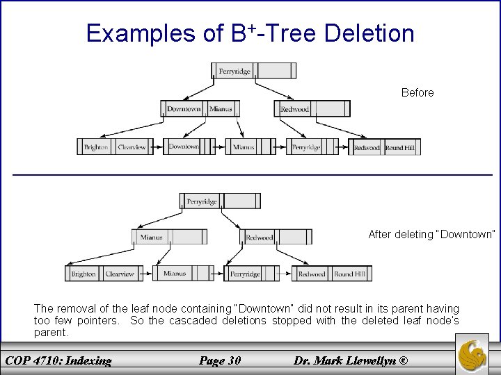 Examples of B+-Tree Deletion Before After deleting “Downtown” The removal of the leaf node