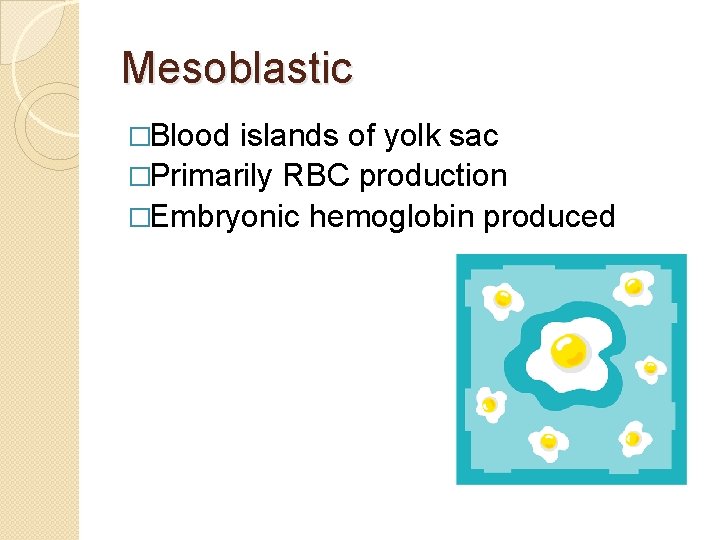 Mesoblastic �Blood islands of yolk sac �Primarily RBC production �Embryonic hemoglobin produced 