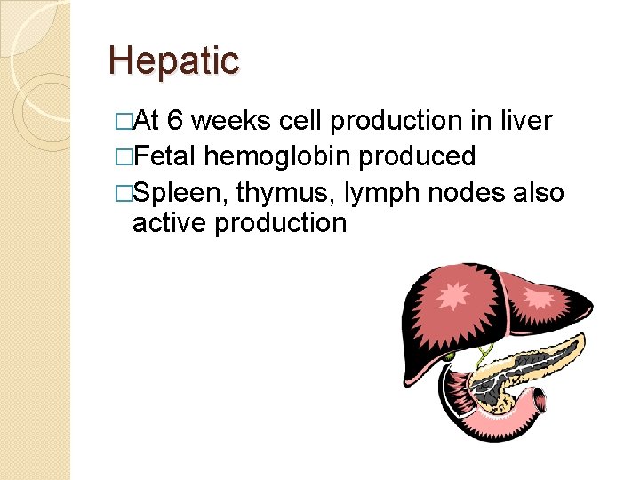 Hepatic �At 6 weeks cell production in liver �Fetal hemoglobin produced �Spleen, thymus, lymph