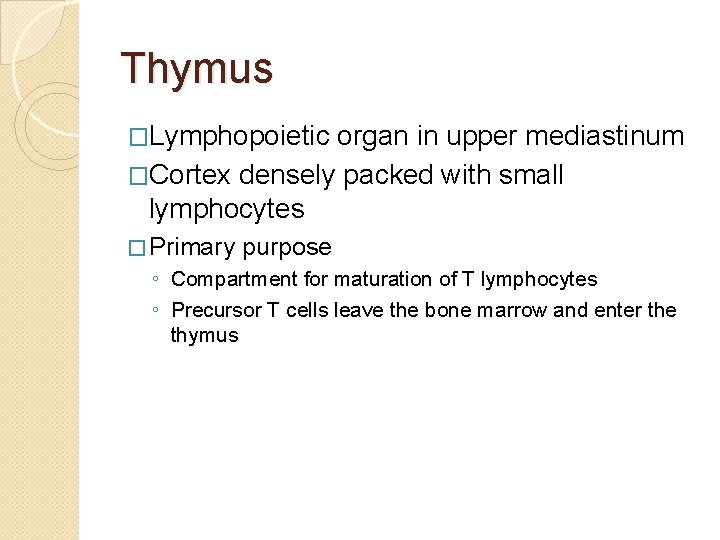 Thymus �Lymphopoietic organ in upper mediastinum �Cortex densely packed with small lymphocytes � Primary