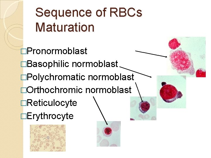 Sequence of RBCs Maturation �Pronormoblast �Basophilic normoblast �Polychromatic normoblast �Orthochromic normoblast �Reticulocyte �Erythrocyte 