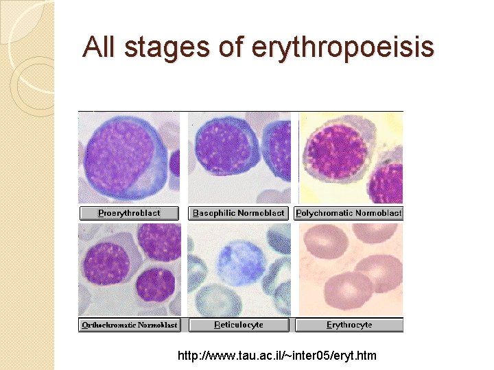 All stages of erythropoeisis http: //www. tau. ac. il/~inter 05/eryt. htm 