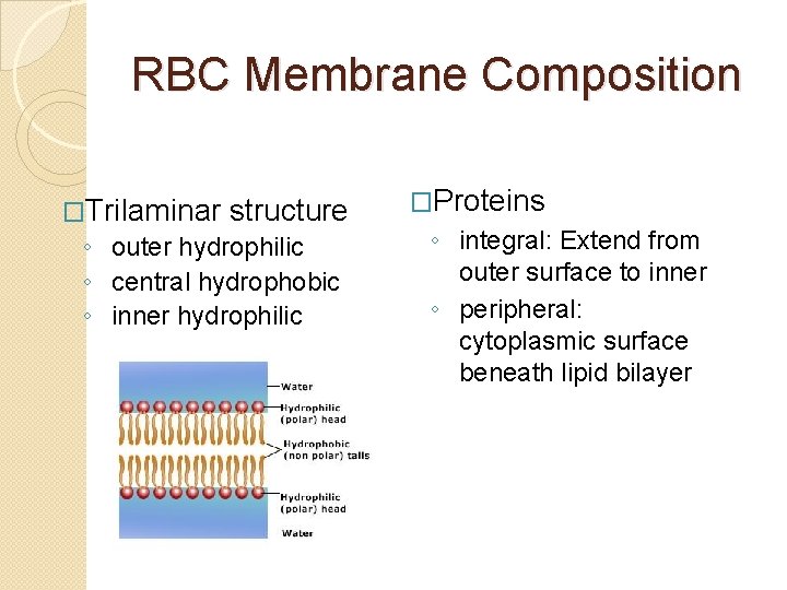 RBC Membrane Composition �Trilaminar structure ◦ outer hydrophilic ◦ central hydrophobic ◦ inner hydrophilic