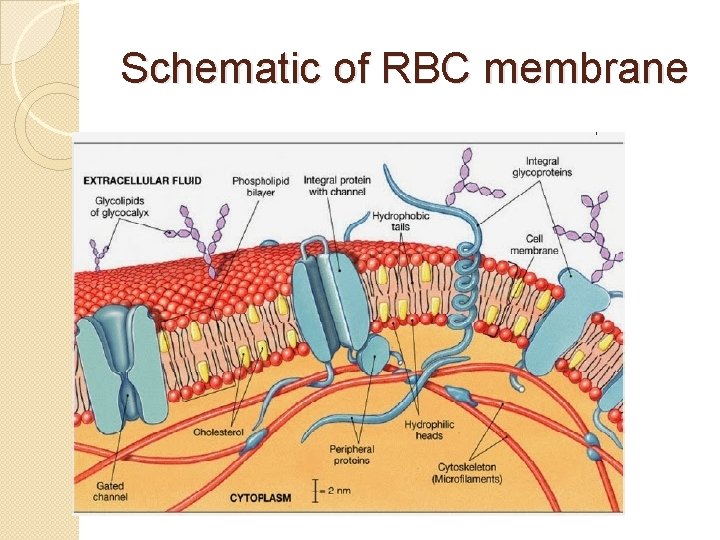 Schematic of RBC membrane 