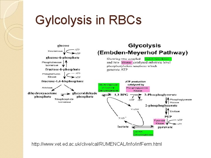 Gylcolysis in RBCs http: //www. vet. ed. ac. uk/clive/cal/RUMENCAL/Info/inf. Ferm. html 