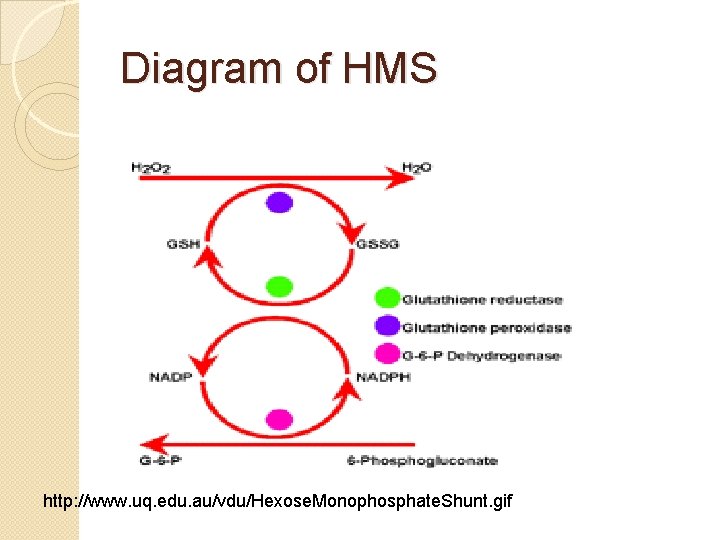 Diagram of HMS http: //www. uq. edu. au/vdu/Hexose. Monophosphate. Shunt. gif 