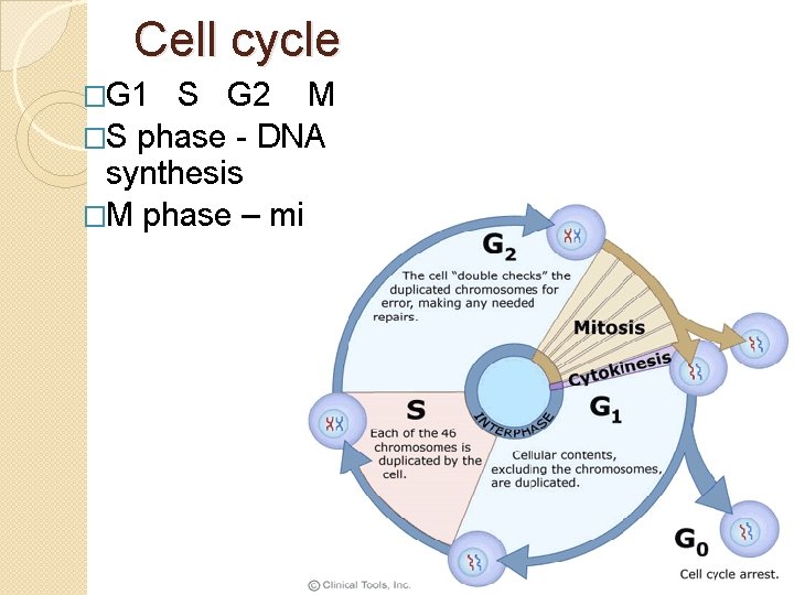 Cell cycle �G 1 S G 2 M �S phase - DNA synthesis �M