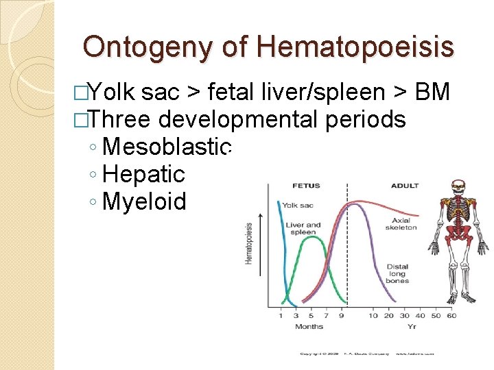 Ontogeny of Hematopoeisis �Yolk sac > fetal liver/spleen > �Three developmental periods ◦ Mesoblastic