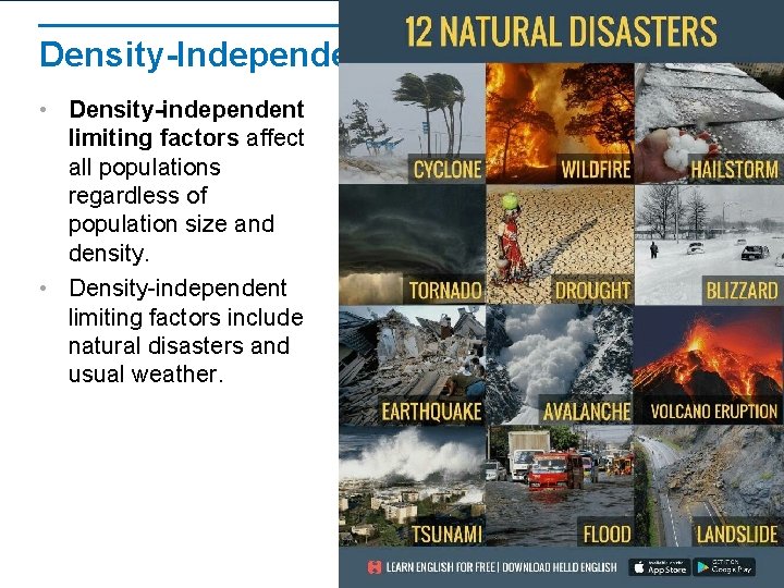 Density-Independent Factors • Density-independent limiting factors affect all populations regardless of population size and