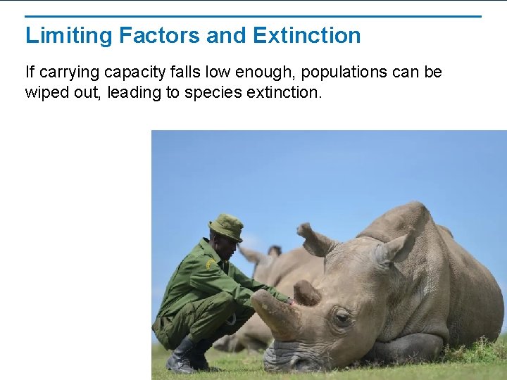 Limiting Factors and Extinction If carrying capacity falls low enough, populations can be wiped