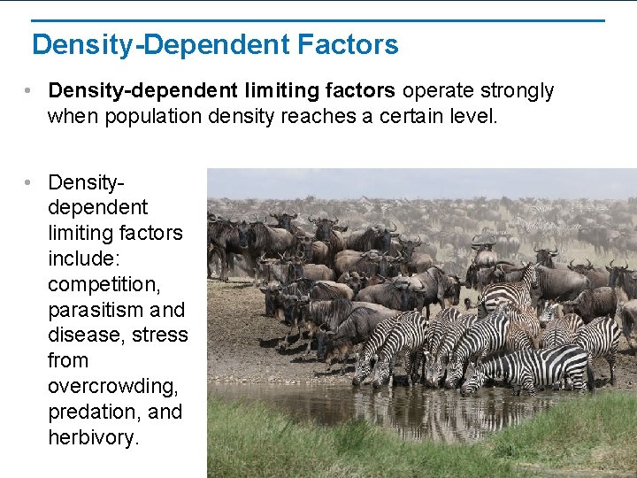 Density-Dependent Factors • Density-dependent limiting factors operate strongly when population density reaches a certain