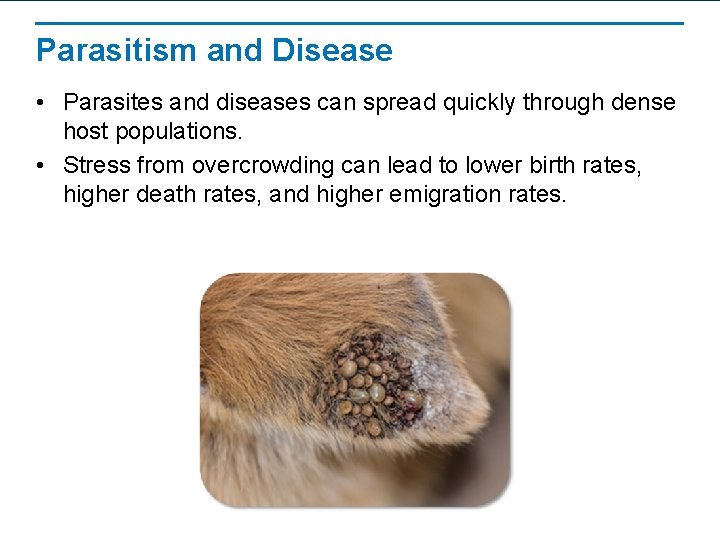 Parasitism and Disease • Parasites and diseases can spread quickly through dense host populations.