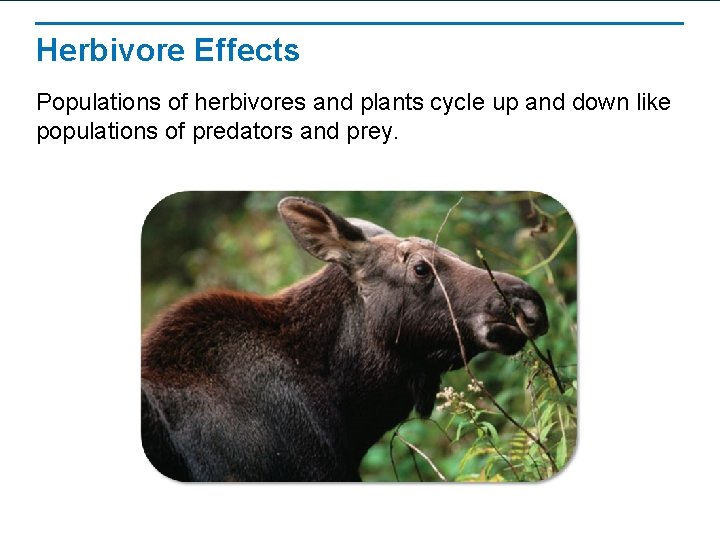 Herbivore Effects Populations of herbivores and plants cycle up and down like populations of