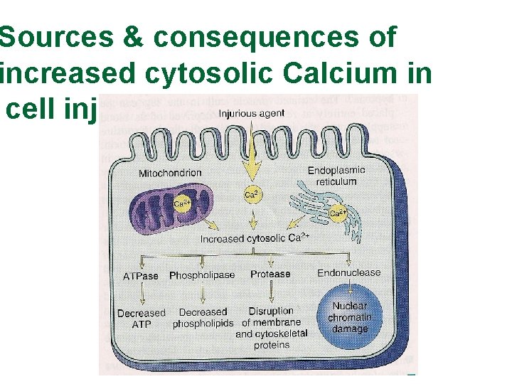 Sources & consequences of increased cytosolic Calcium in cell injury 