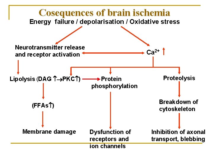 Cosequences of brain ischemia Energy failure / depolarisation / Oxidative stress Neurotransmitter release and