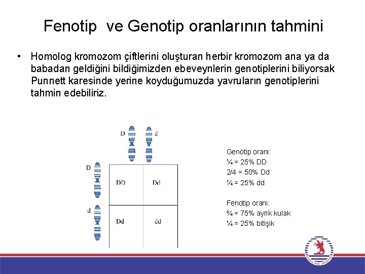 Fenotip ve Genotip oranlarının tahmini • Homolog kromozom çiftlerini oluşturan herbir kromozom ana ya