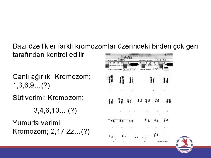 Bazı özellikler farklı kromozomlar üzerindeki birden çok gen tarafından kontrol edilir. Canlı ağırlık: Kromozom;