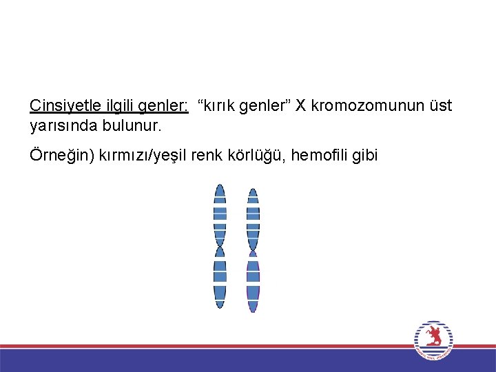 Cinsiyetle ilgili genler: “kırık genler” X kromozomunun üst yarısında bulunur. Örneğin) kırmızı/yeşil renk körlüğü,