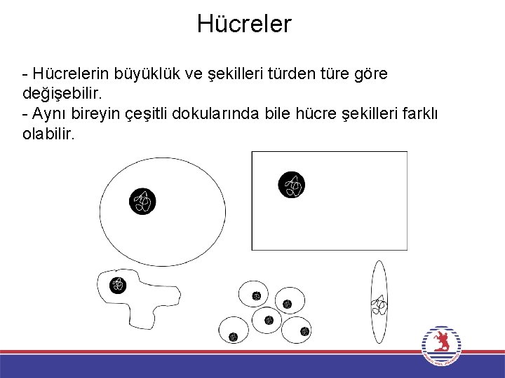 Hücreler - Hücrelerin büyüklük ve şekilleri türden türe göre değişebilir. - Aynı bireyin çeşitli