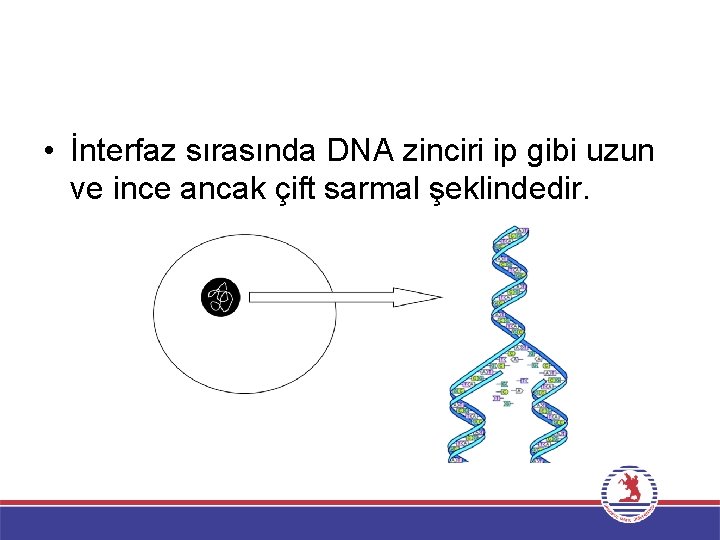  • İnterfaz sırasında DNA zinciri ip gibi uzun ve ince ancak çift sarmal