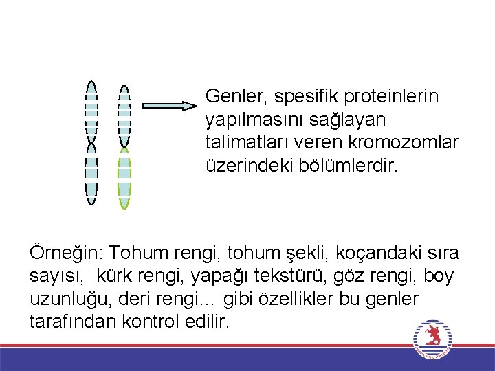 Genler, spesifik proteinlerin yapılmasını sağlayan talimatları veren kromozomlar üzerindeki bölümlerdir. Örneğin: Tohum rengi, tohum