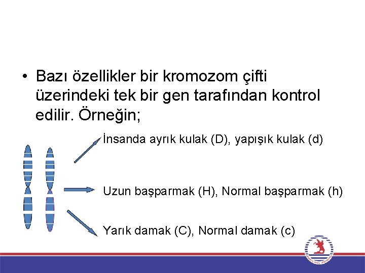  • Bazı özellikler bir kromozom çifti üzerindeki tek bir gen tarafından kontrol edilir.