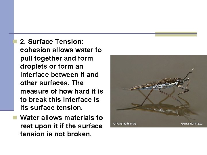 n 2. Surface Tension: cohesion allows water to pull together and form droplets or