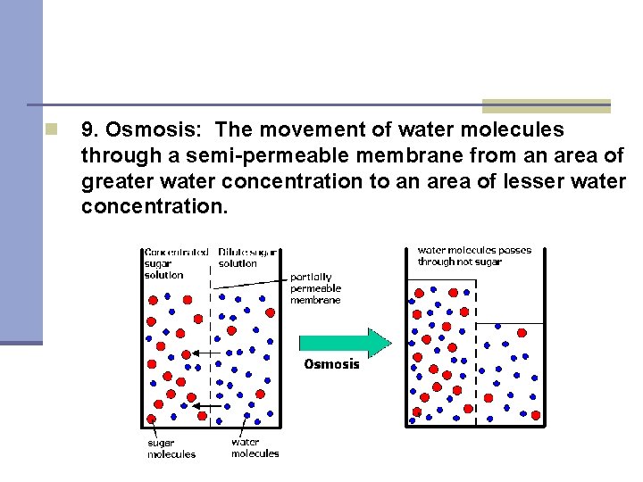 n 9. Osmosis: The movement of water molecules through a semi-permeable membrane from an