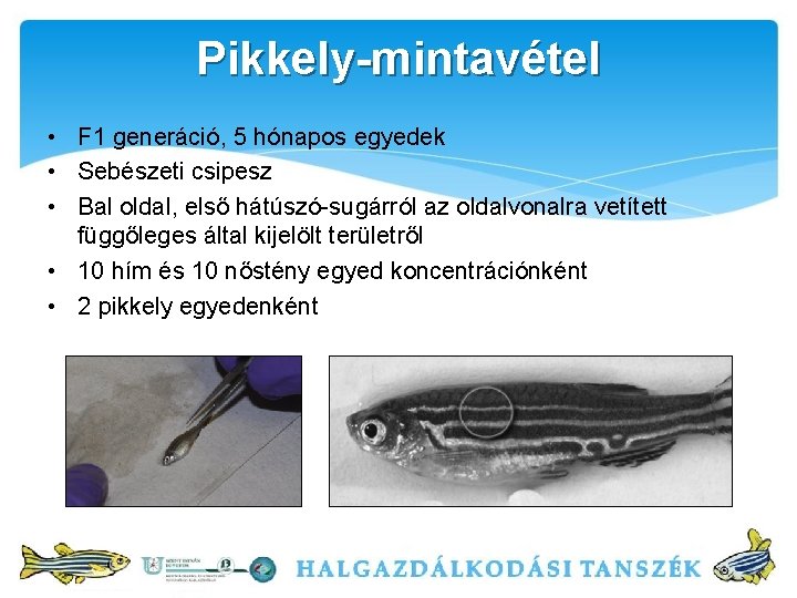 Pikkely-mintavétel • F 1 generáció, 5 hónapos egyedek • Sebészeti csipesz • Bal oldal,