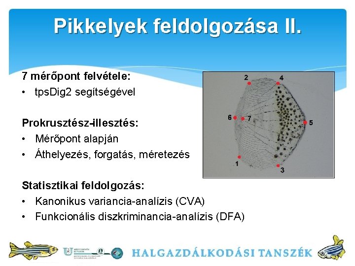 Pikkelyek feldolgozása II. 7 mérőpont felvétele: • tps. Dig 2 segítségével Prokrusztész-illesztés: • Mérőpont