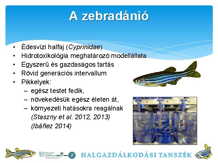 A zebradánió • • • Édesvízi halfaj (Cyprinidae) Hidrotoxikológia meghatározó modellállata Egyszerű és gazdaságos