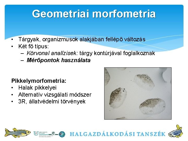 Geometriai morfometria • Tárgyak, organizmusok alakjában fellépő változás • Két fő típus: – Körvonal