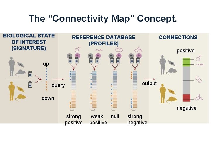 The “Connectivity Map” Concept. BIOLOGICAL STATE OF INTEREST (SIGNATURE) REFERENCE DATABASE (PROFILES) CONNECTIONS positive