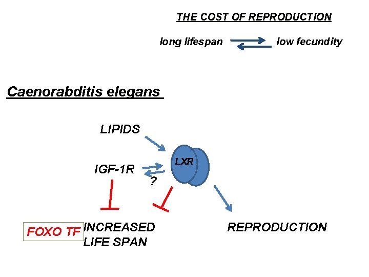 THE COST OF REPRODUCTION long lifespan low fecundity Caenorabditis elegans LIPIDS IGF-1 R LXR