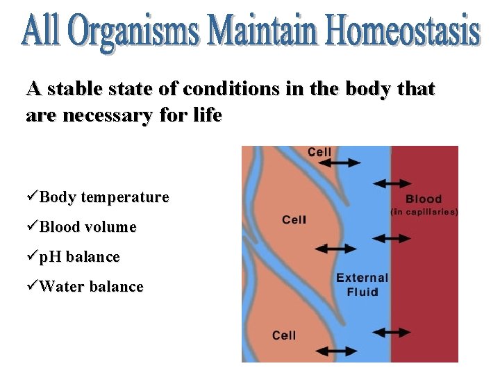 A stable state of conditions in the body that are necessary for life üBody