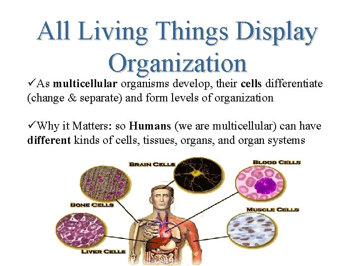 All Living Things Display Organization üAs multicellular organisms develop, their cells differentiate (change &