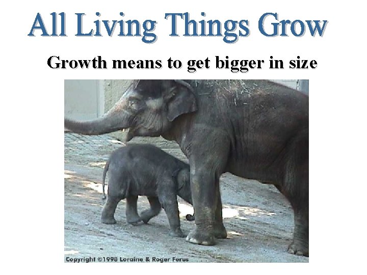 Growth means to get bigger in size 