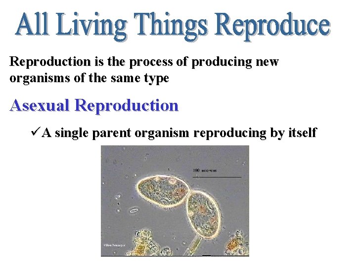 Reproduction is the process of producing new organisms of the same type Asexual Reproduction