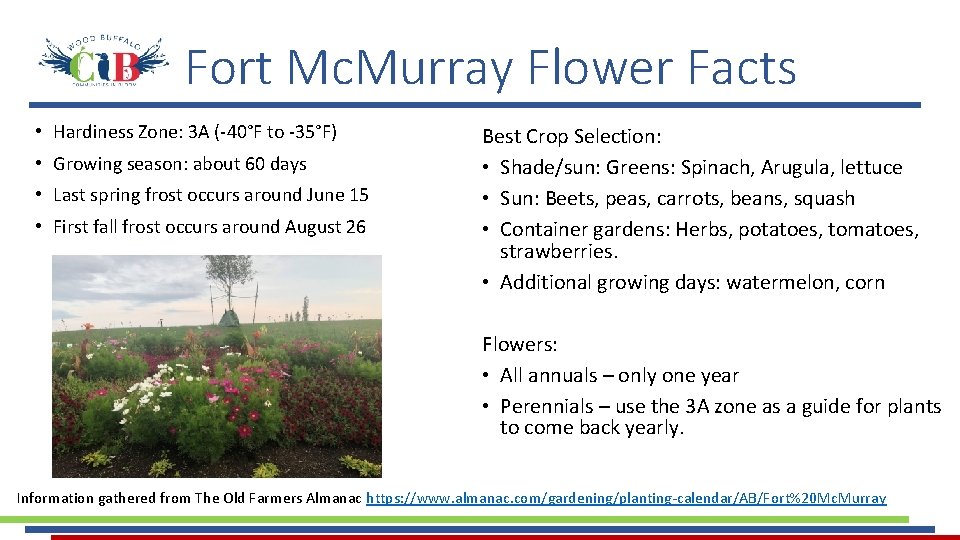 Fort Mc. Murray Flower Facts • Hardiness Zone: 3 A (-40°F to -35°F) • Fort Mc. Murray Flower Facts • Hardiness Zone: 3 A (-40°F to -35°F) •