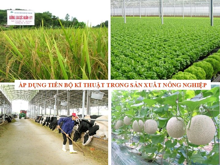 ÁP DỤNG TIẾN BỘ KĨ THUẬT TRONG SẢN XUẤT NÔNG NGHIỆP 