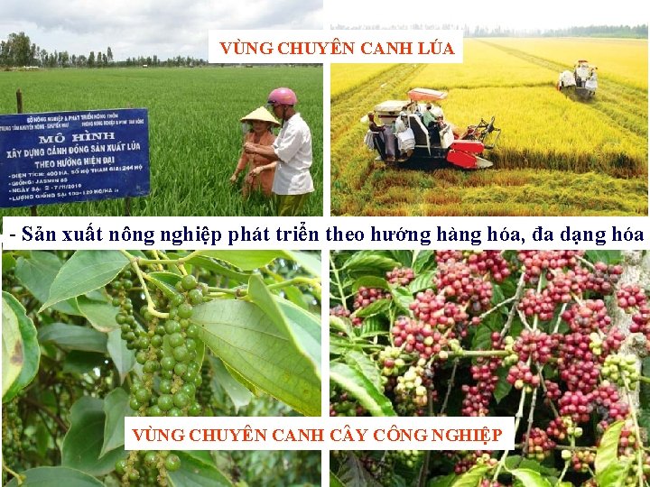 VÙNG CHUYÊN CANH LÚA - Sản xuất nông nghiệp phát triển theo hướng hàng